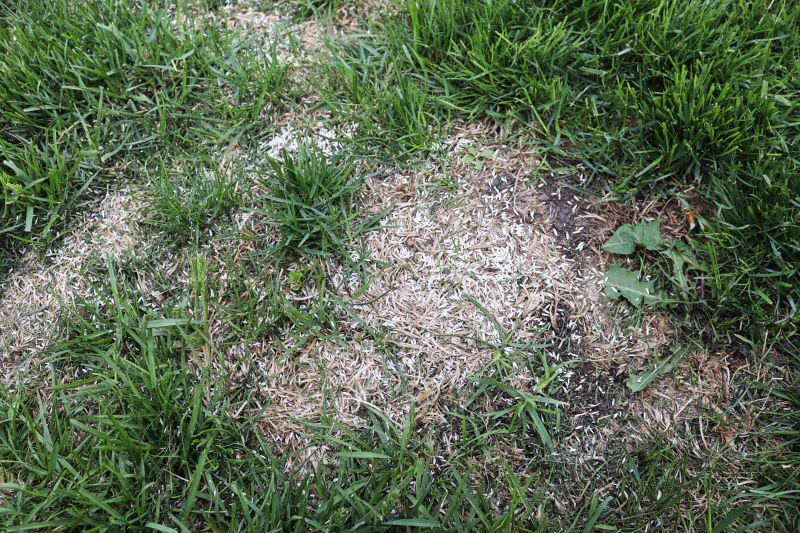 Damaged Grass Repair
